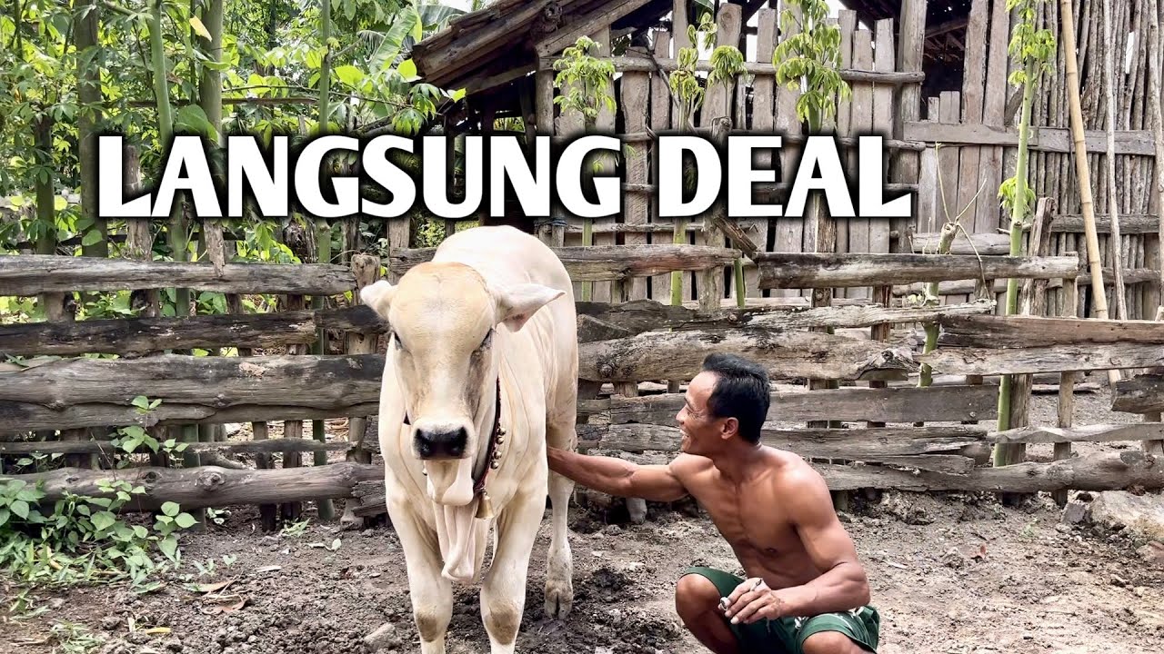 LANGSUNG DEAL (pedet)
