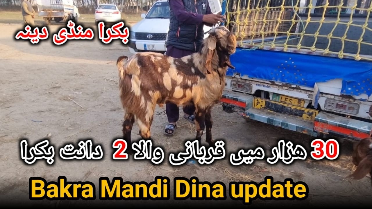 Bakra Mandi Dina jhelum 2.2.2026 بکرا منڈی دینہ جہلم بروز ہفتہ #dinamandi #onlinebakramandi