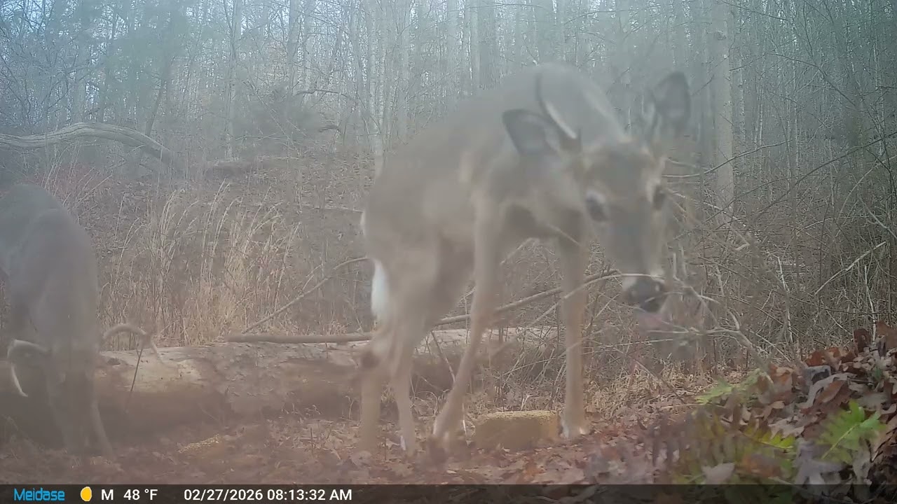 Trail Cam 3