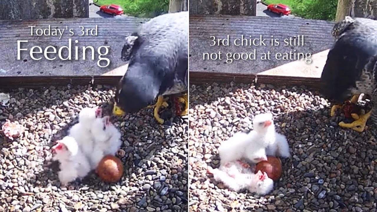 #16🦅🐥2°🐥1°🐥0°🥚Worcester Cathedral🇬🇧Peregrine Falcon Nest 2025／Peter💗Peggy