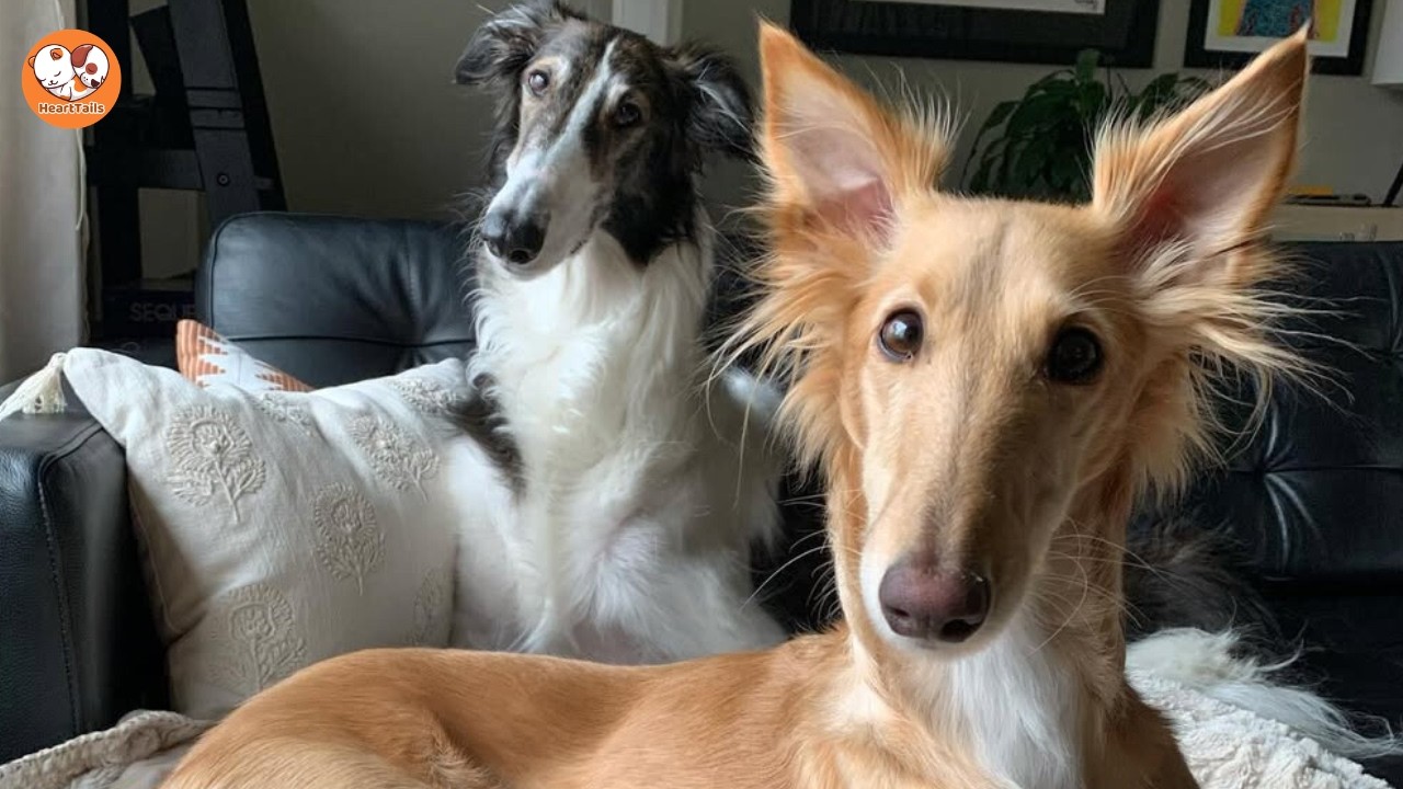 Our Giant Borzoi and Her Wild Sister: A Love Story of Abby and Cleo