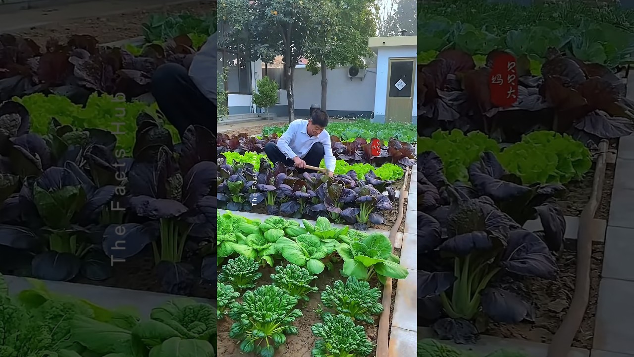 Why Chinese farming is so Advanced #plants #shorts #farming