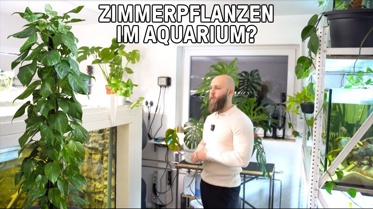 Zimmerpflanzen ohne Erde im Aquarium kultivieren | Hauspflanzen für Aquaponik & Hydrokultur