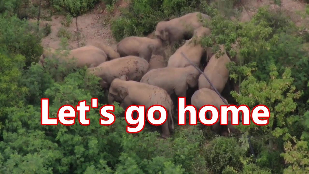 China's wandering Asian elephants crossed a bridge in Yunnan | 中国流浪亚洲象在云南过桥