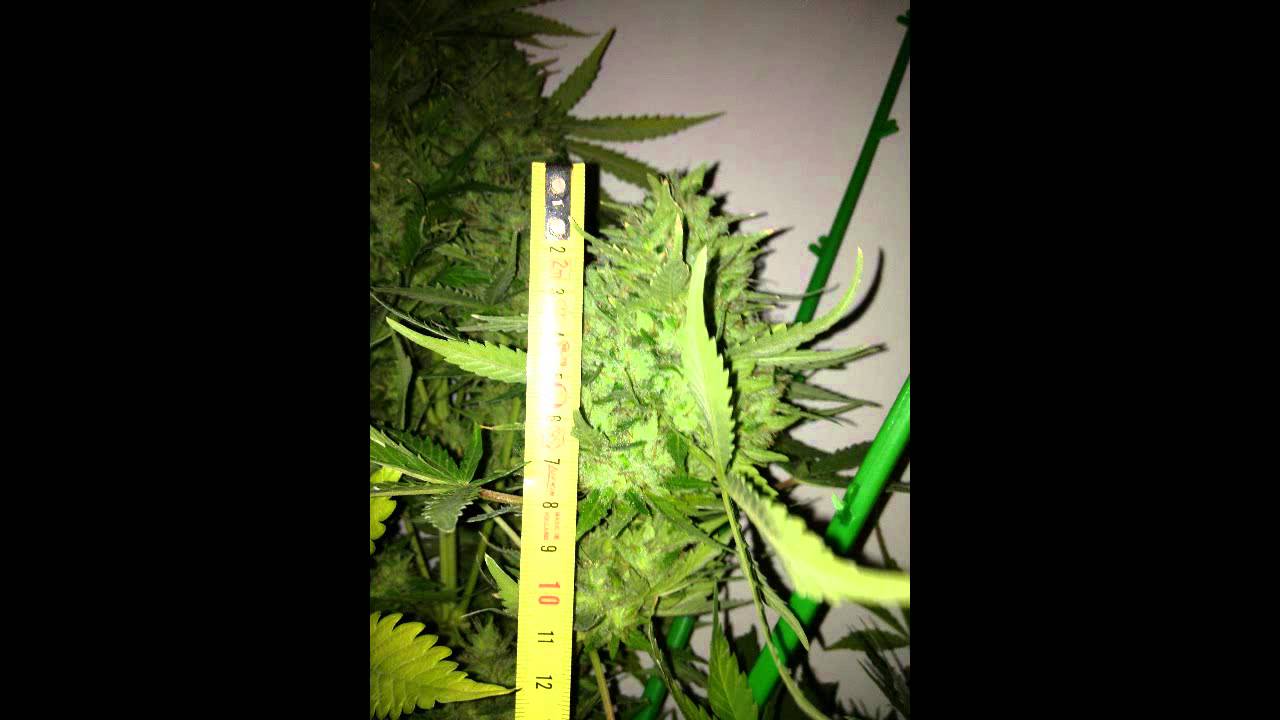 Sweet Deep Grapefruit, using Metrop