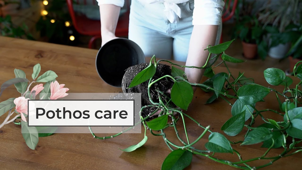 Pothos care guide | Devil’s ivy plant care