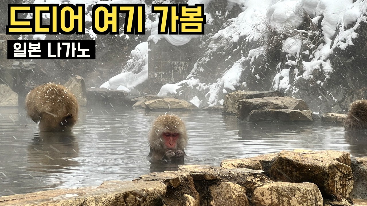 🇯🇵 일본여행 | 드디어 도착! 일본대표 겨울풍경 #나가노 어떤 곳?