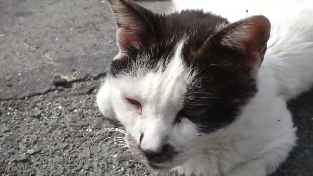【Cat Video】 meowmeow Happy #cat  #cats  #cute