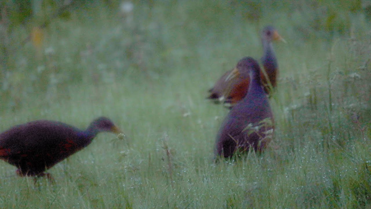 Grey-cowled Wood-Rail ( Aramides cajaneus), Barba Azul Nature Reserve, Beni, Bolivia