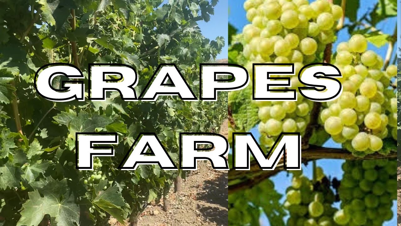 Grapes Farm