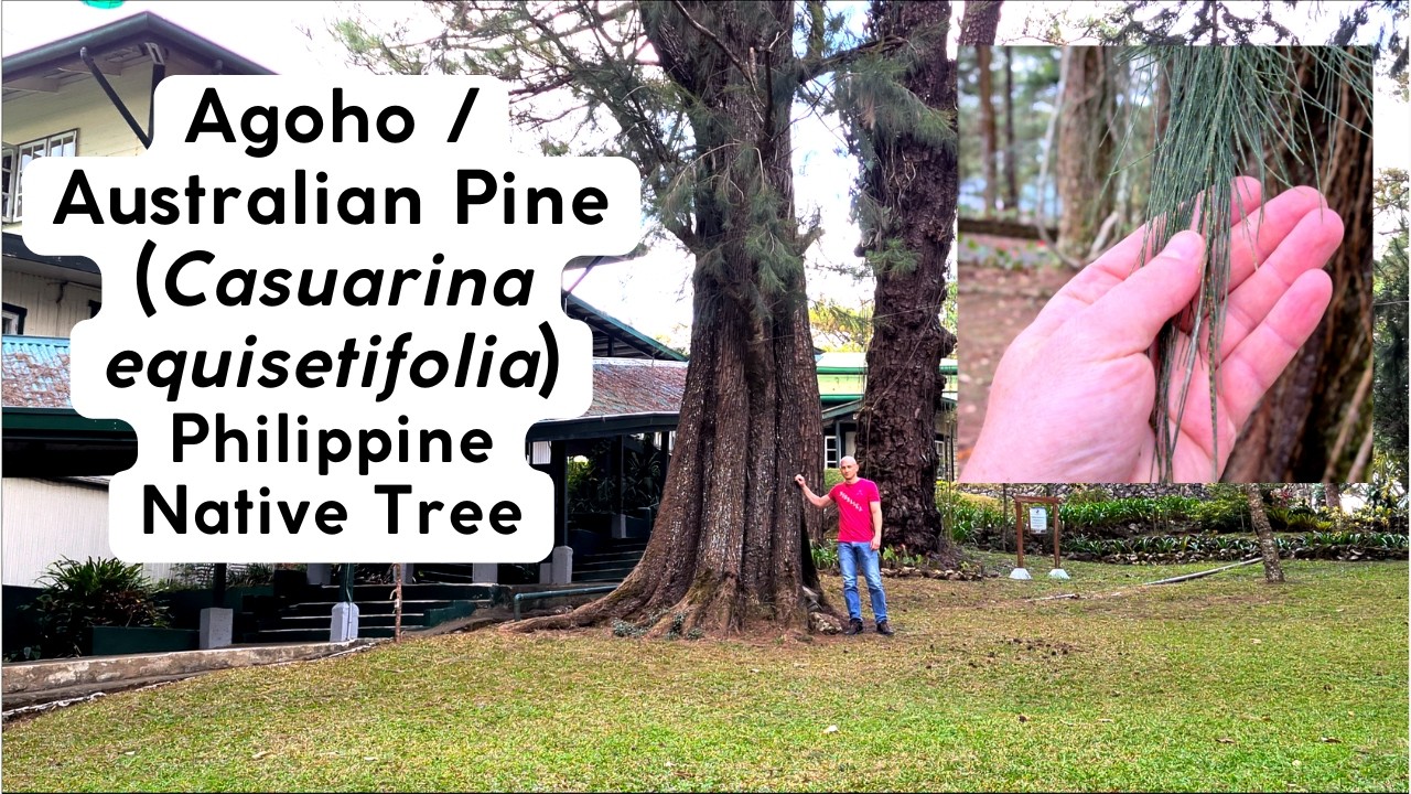 Agoho - (Not a pine) - Philippine Native Tree in Baguio City