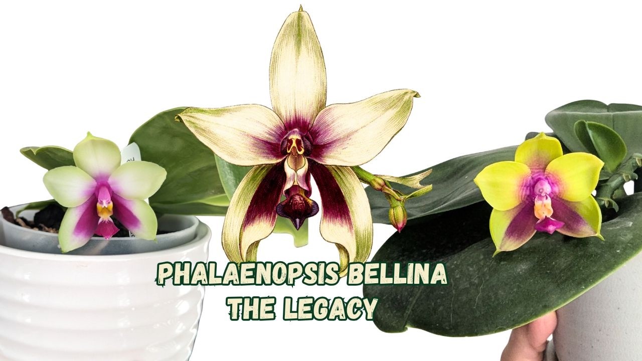 Phalaenopsis bellina | Виды орхидей, оказавшие влияние на современное садоводство (Часть 4)