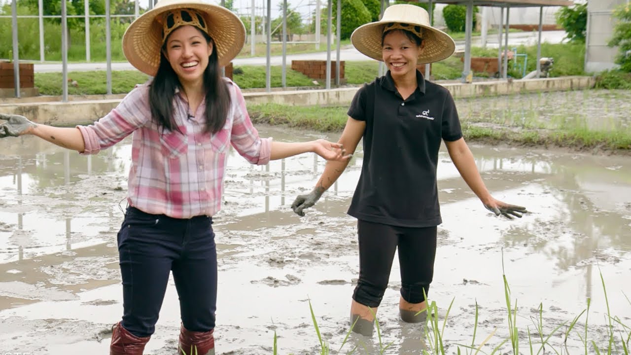 How Rice is Grown in Thailand: From Paddy to Table