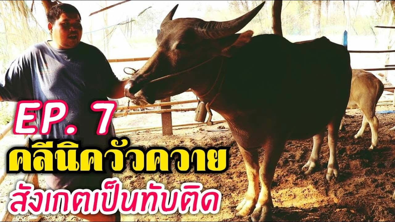 คลีนิควัวควายEP 7 วิธีสังเกตอาการเป็นสัดของควายเพื่อหาเวลาที่เหมาะสมในการทับให้ติดง่าย by อีสานรีวิว