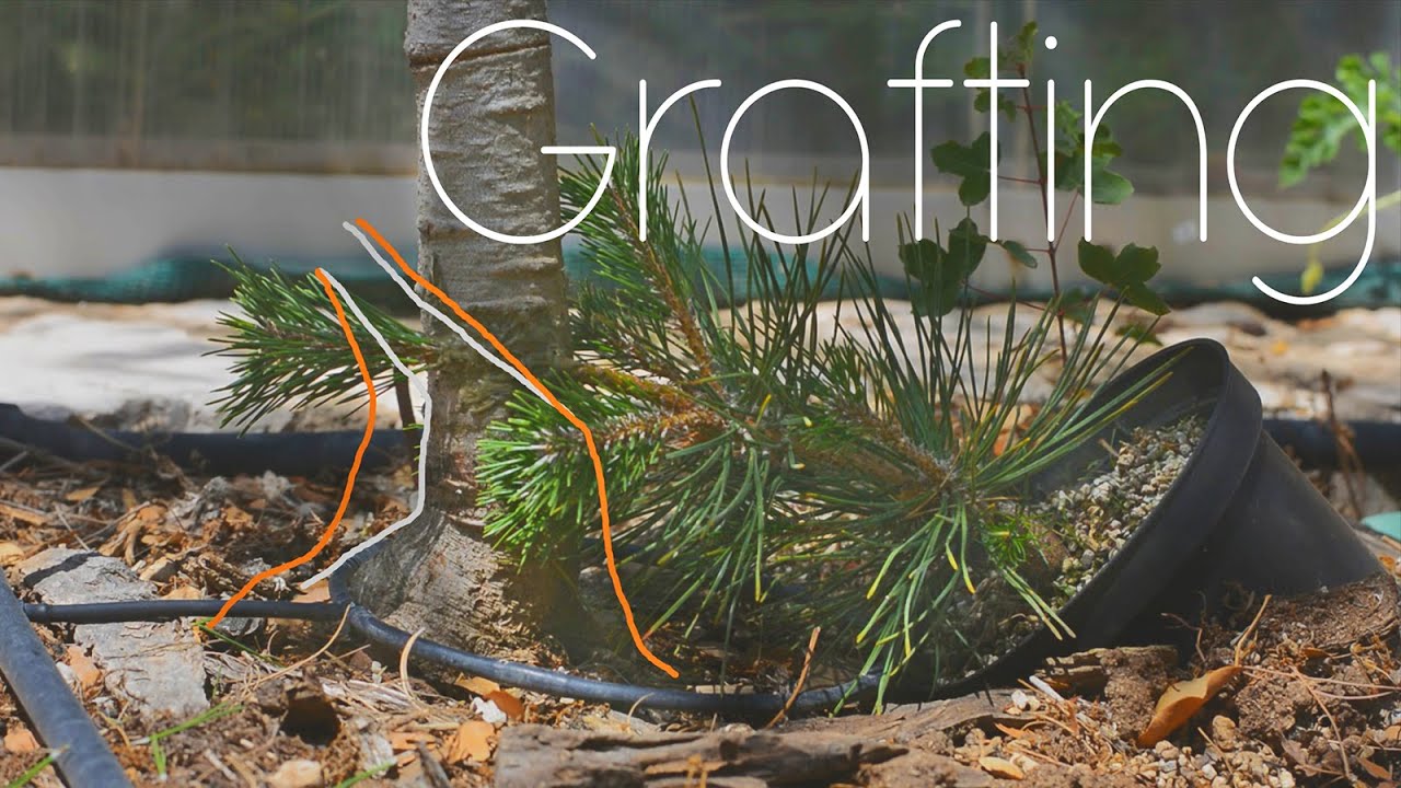 Grafting Pines in the Ground - Arkefthos Bonsai