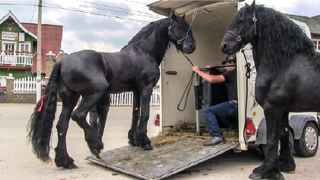 Фризские лошади 🐴 самые красивые лошади в мире 2018