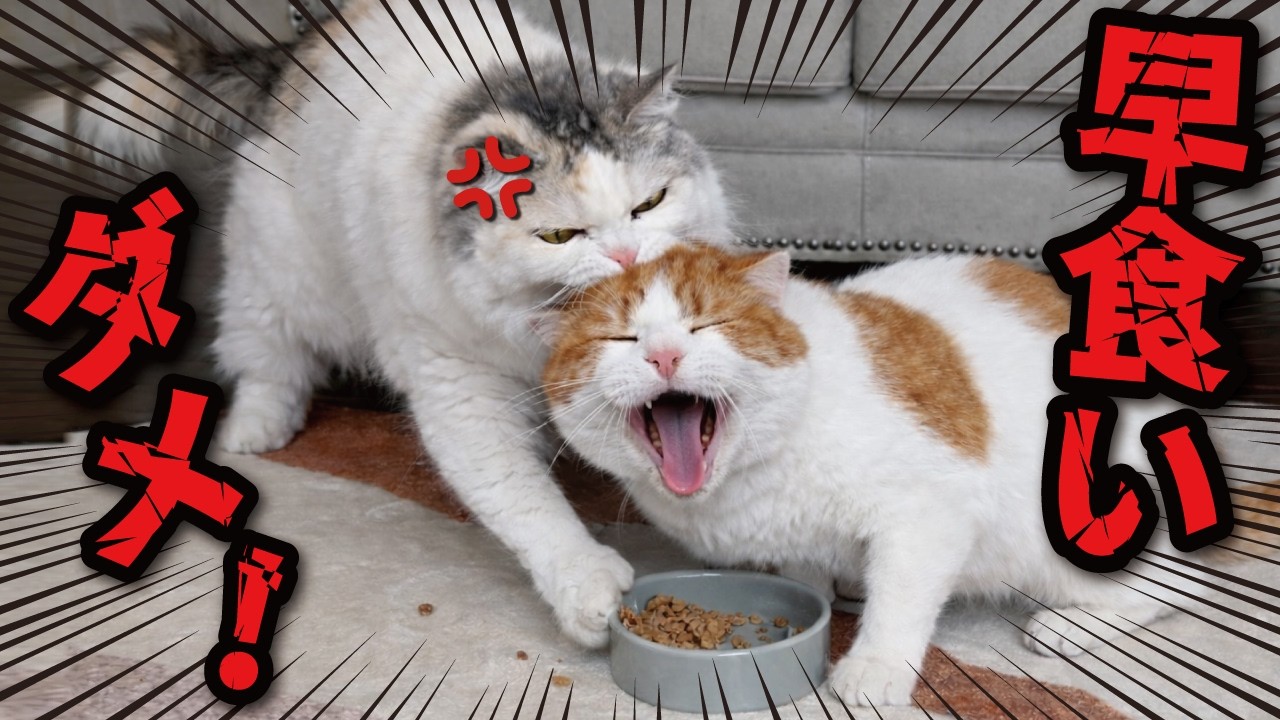 猫の早食いアカン！！！絶対！！！