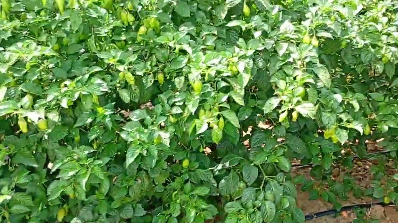 Roça de pimenta 