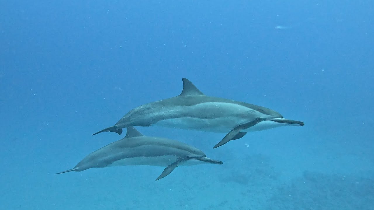 Dolphin Zen and Tiger Sharks 01 26 26
