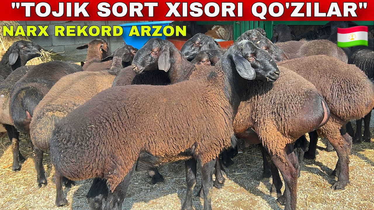 🇹🇯😱 TOJIK PARODA TOZZA XISORI QOZILAR — DAXSHAT ARZON! 💣🔥 