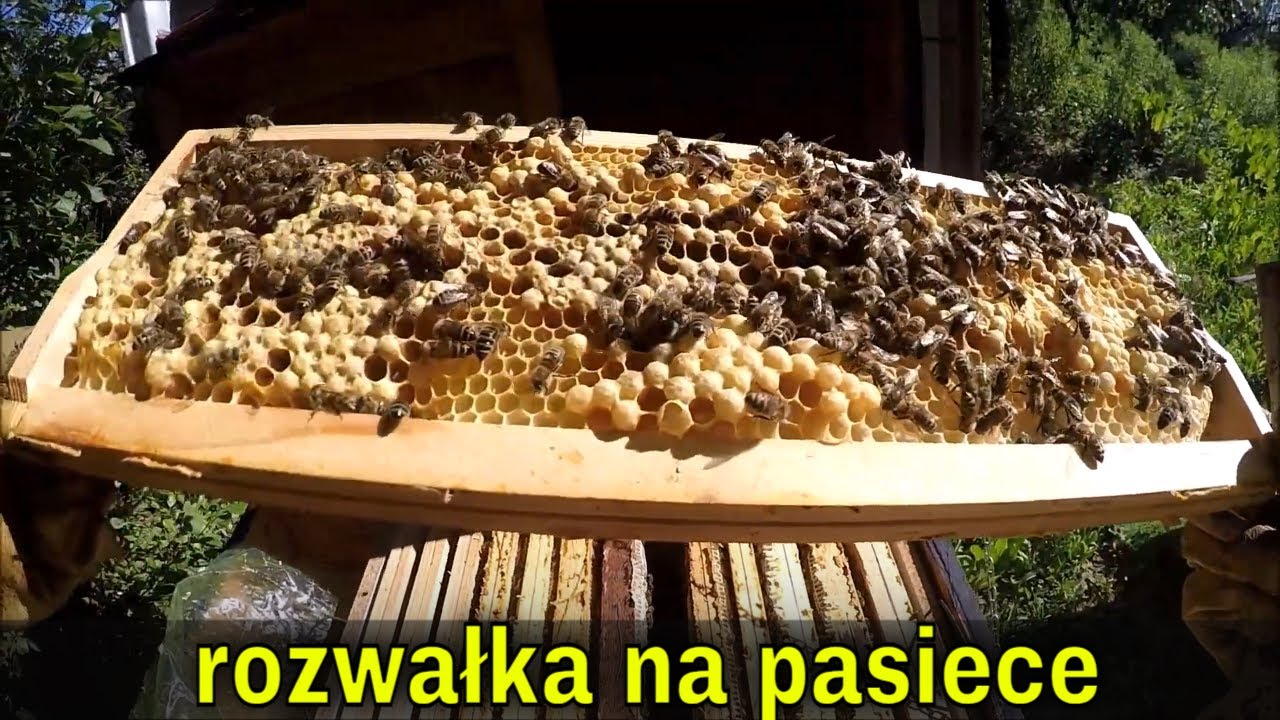 Pszczoły w czasie kwitnienia lipy.