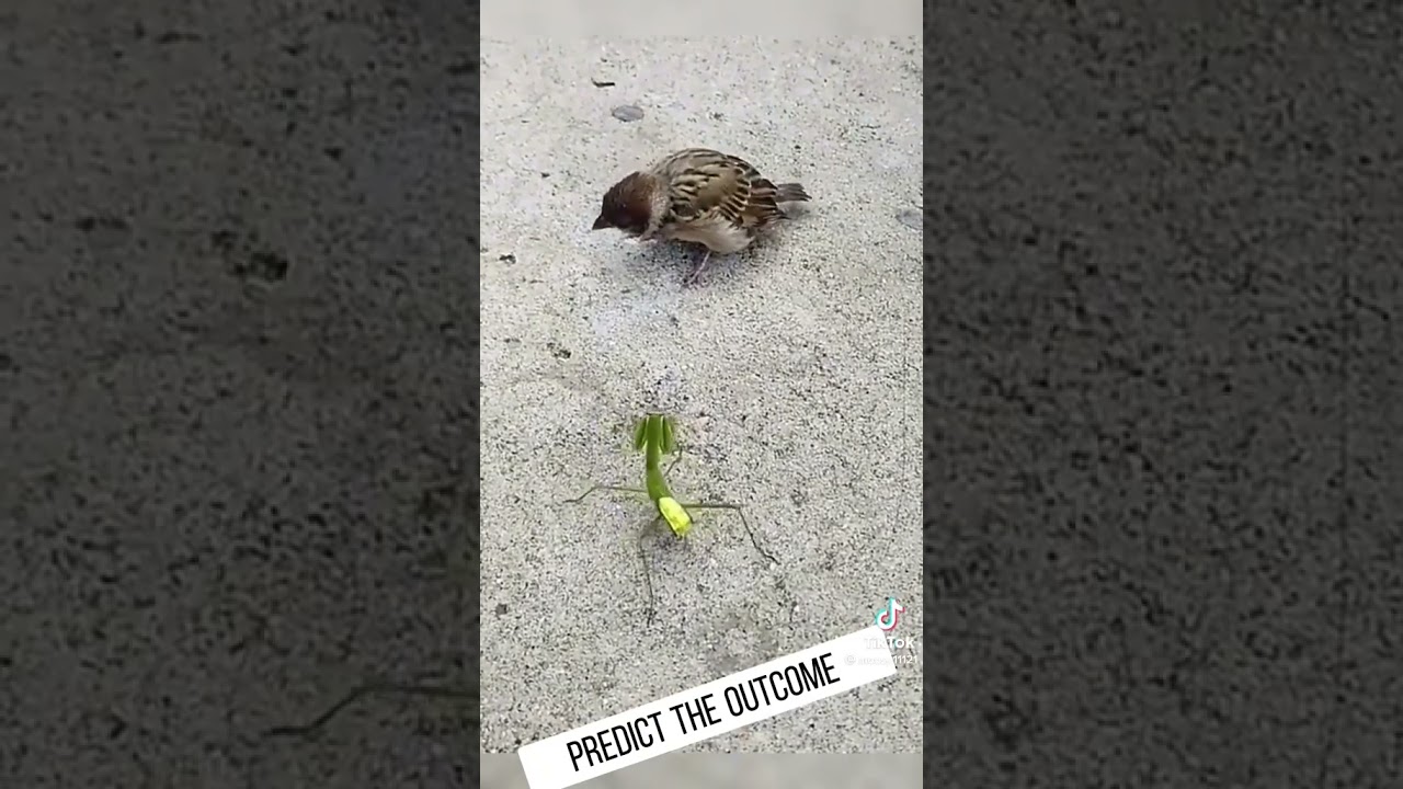 Mantis Vs. Bird