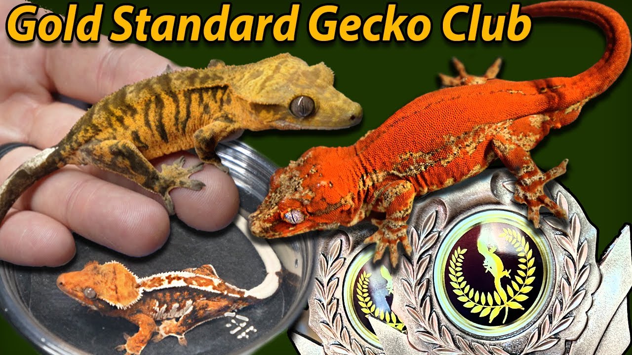 The Best Geckos in The World at Flora Fauna Expo!