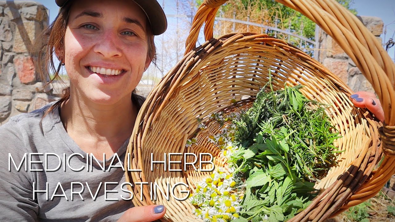 Harvesting Medicinal Herbs | First Garden Harvest of 2025