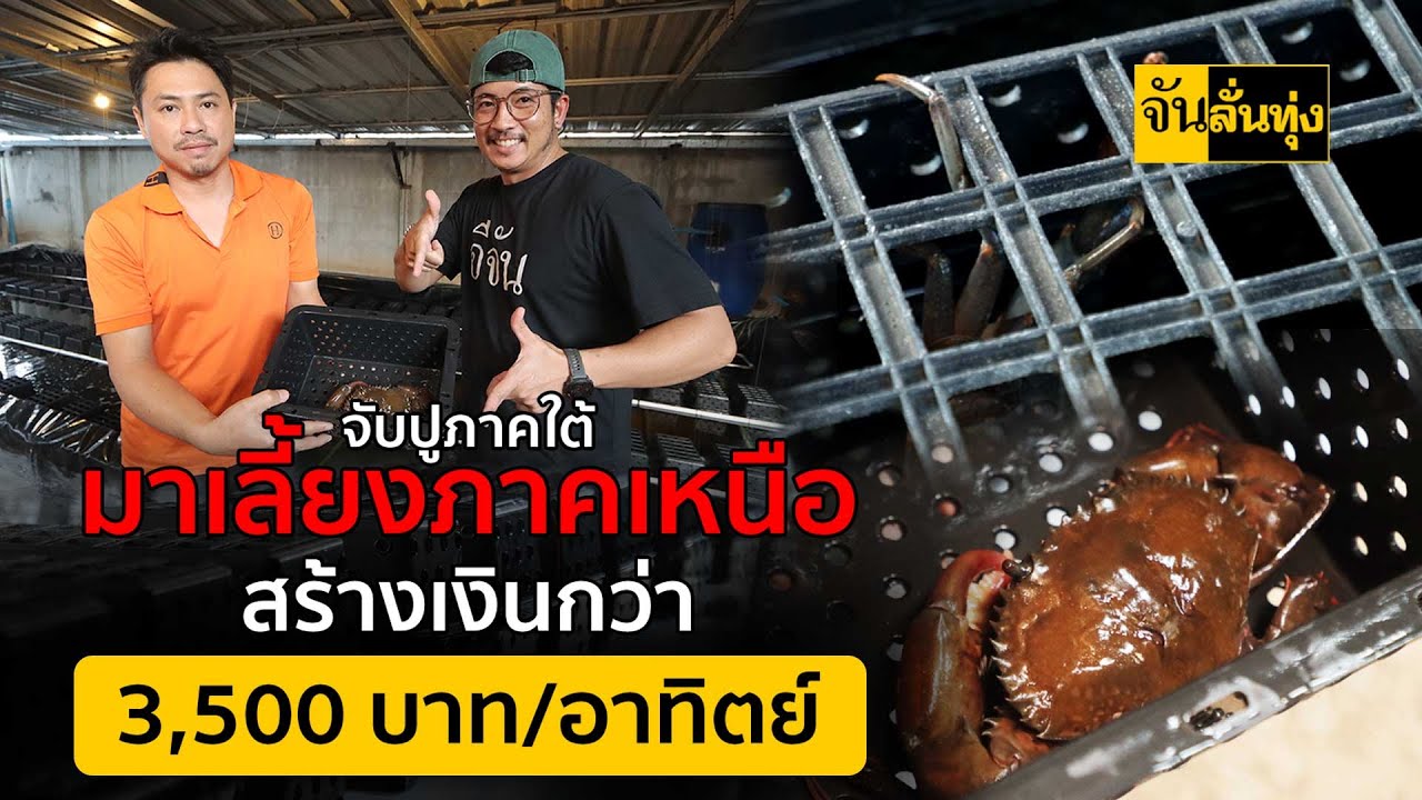 จับปูภาคใต้มาเลี้ยงภาคเหนือ สร้างเงินกว่า 3,500 บาทต่ออาทิตย์ | จัน ลั่นทุ่ง
