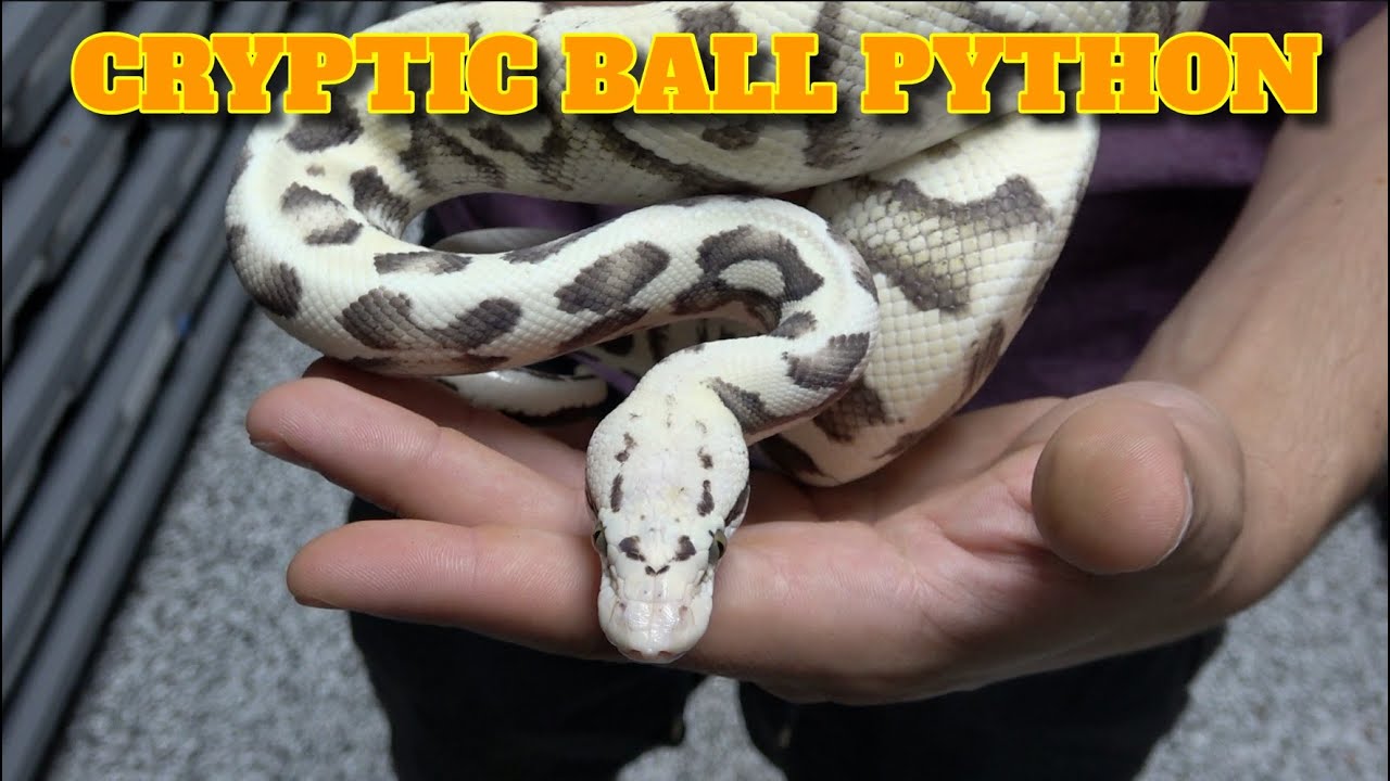 Субботняя выставка! Cryptic Ball Python