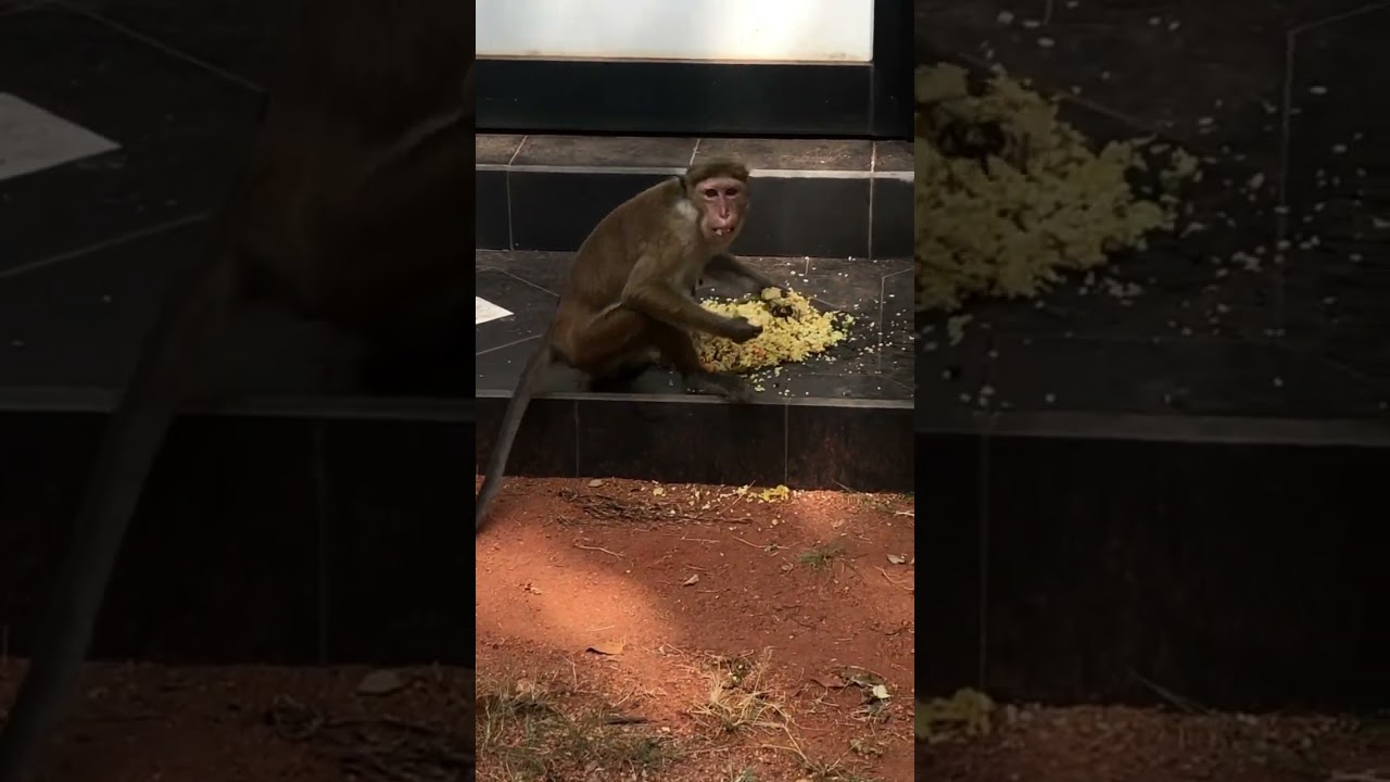 Monkey Kingdom - They also feels Hungry - Day in Sri lanka #monkey #srilanka #travel