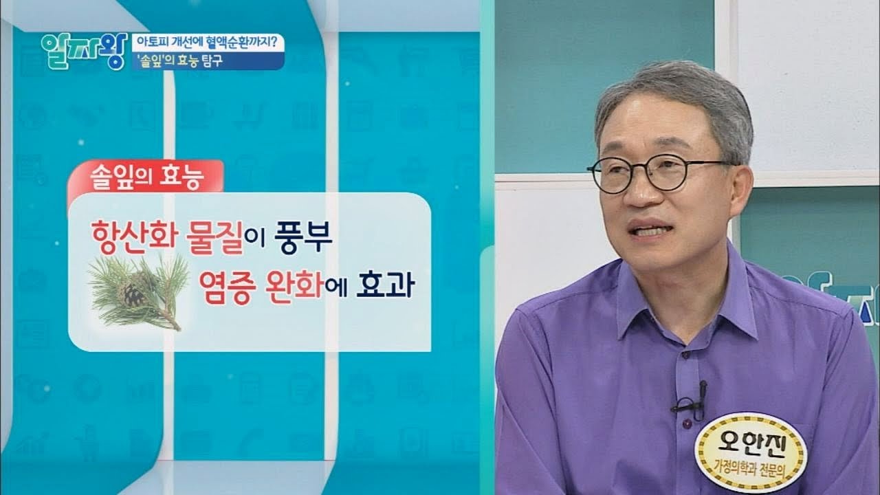 아토피와 혈액순환까지 책임지는 '솔잎'의 효능 알짜왕 31회