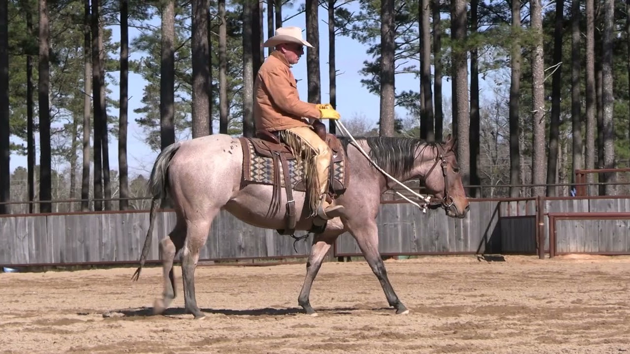 How to Teach a Horse to Rollback Part 2 Preview
