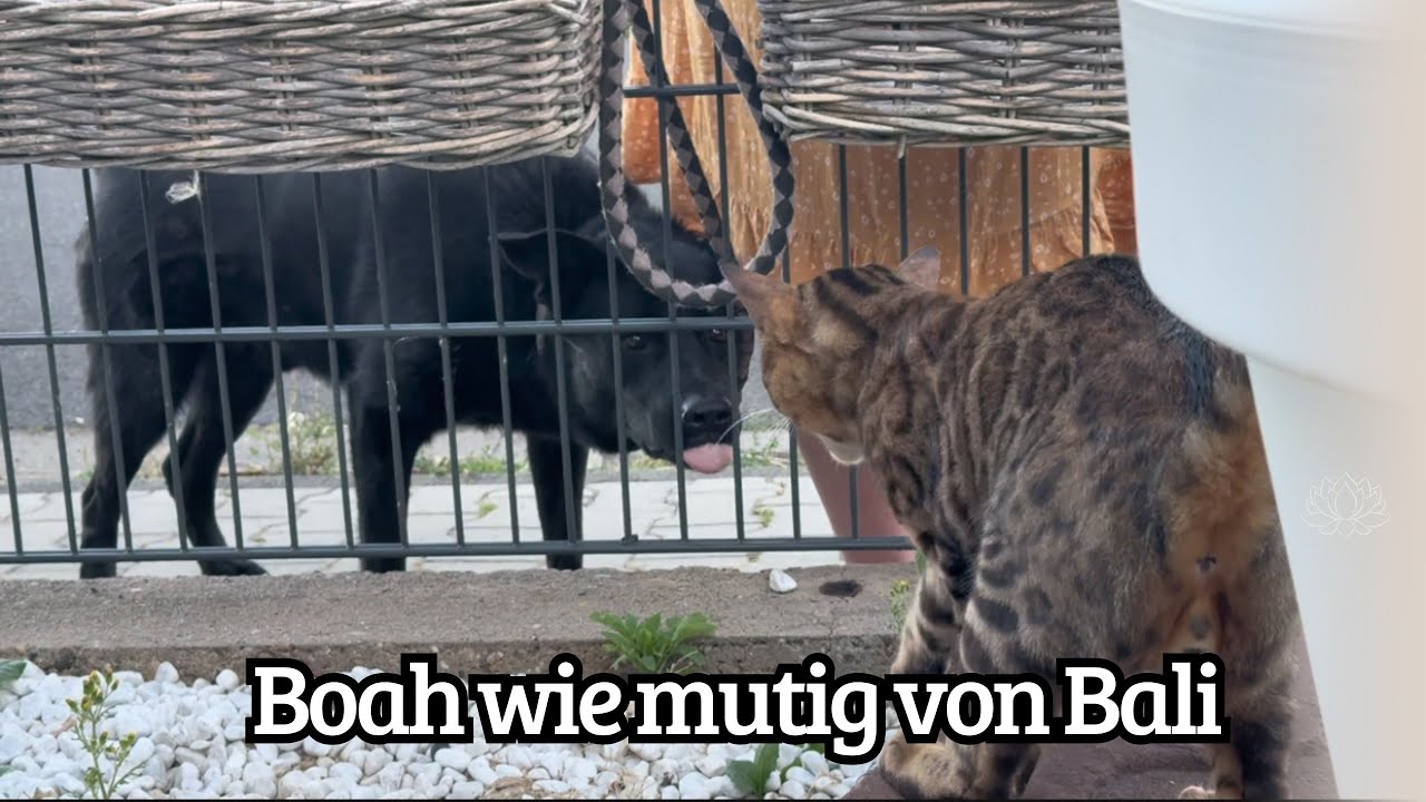 Bengal Kater trifft auf großen schwarzen Hund