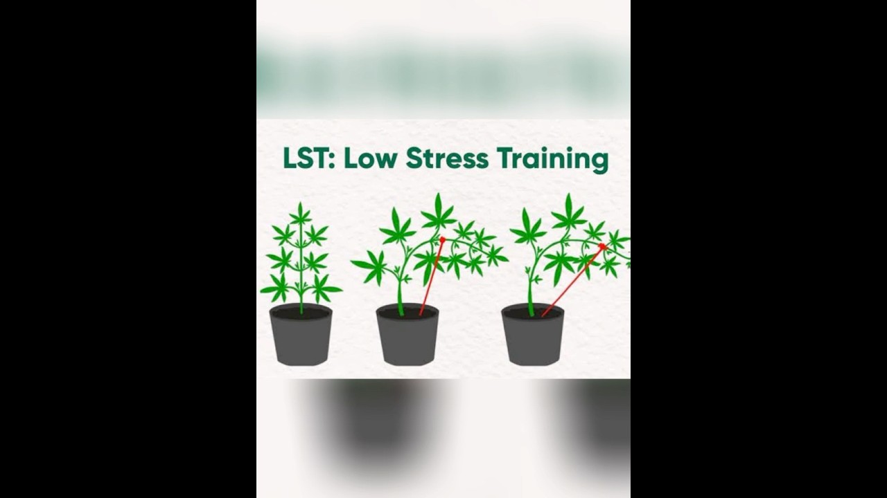 Turn 1 stem into many with ZERO cuts &mdash; LST made simple! #cannabiseducation #cannabiscommunity420