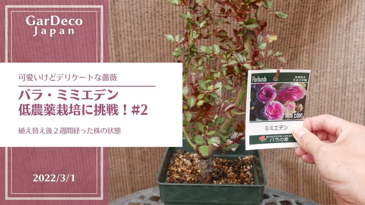 バラ・ミミエデンの低農薬栽培に挑戦！#2