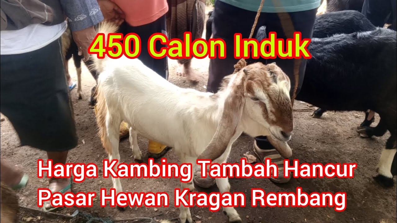 450 Calon Induk Harga Kambing Tambah Hancur ‼️ Pasar Hewan Kragan Rembang Jawa Tengah 