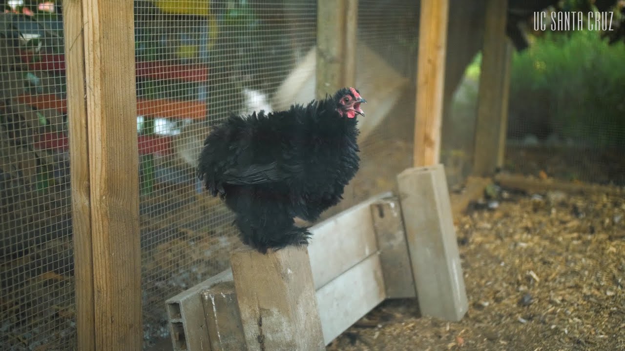 UC Santa Cruz Minute: Part 16