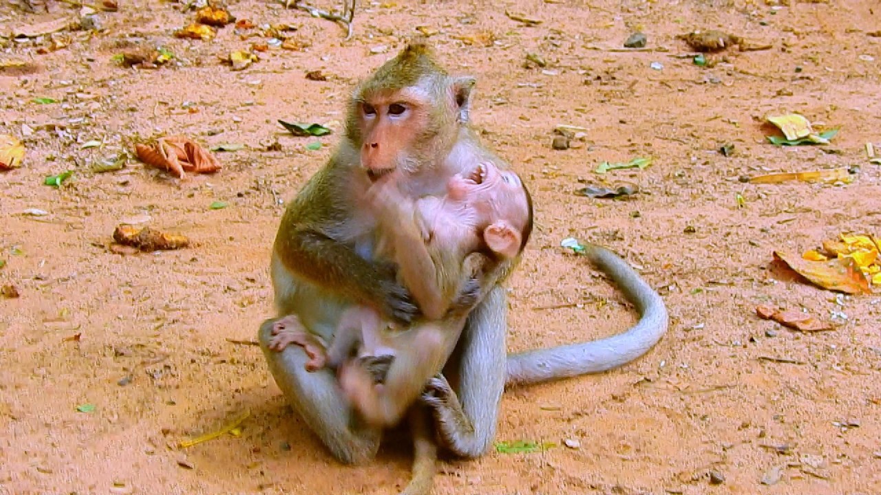BRIAR...SO CUTE MONKEY...!