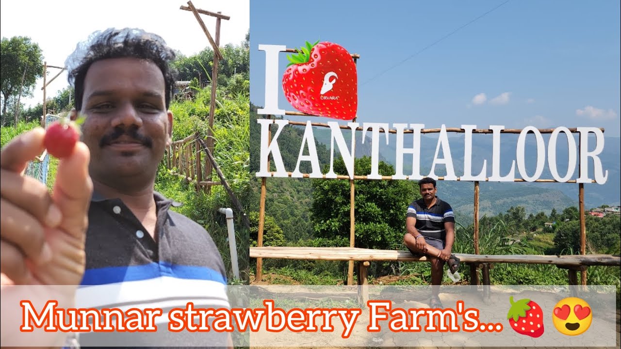 South India Kashmir of Kanthalloor | Munnar | Marayur | Tourist Places | strawberry Farm's...♥️😍