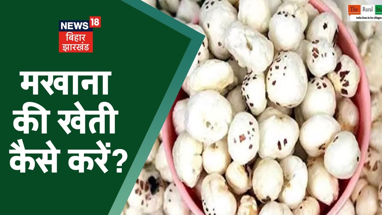 कैसे करें मखाने की खेती, एक सीजन में कर सकते हैं लाखों की कमाई | Fox Nut( Makhana) Farming