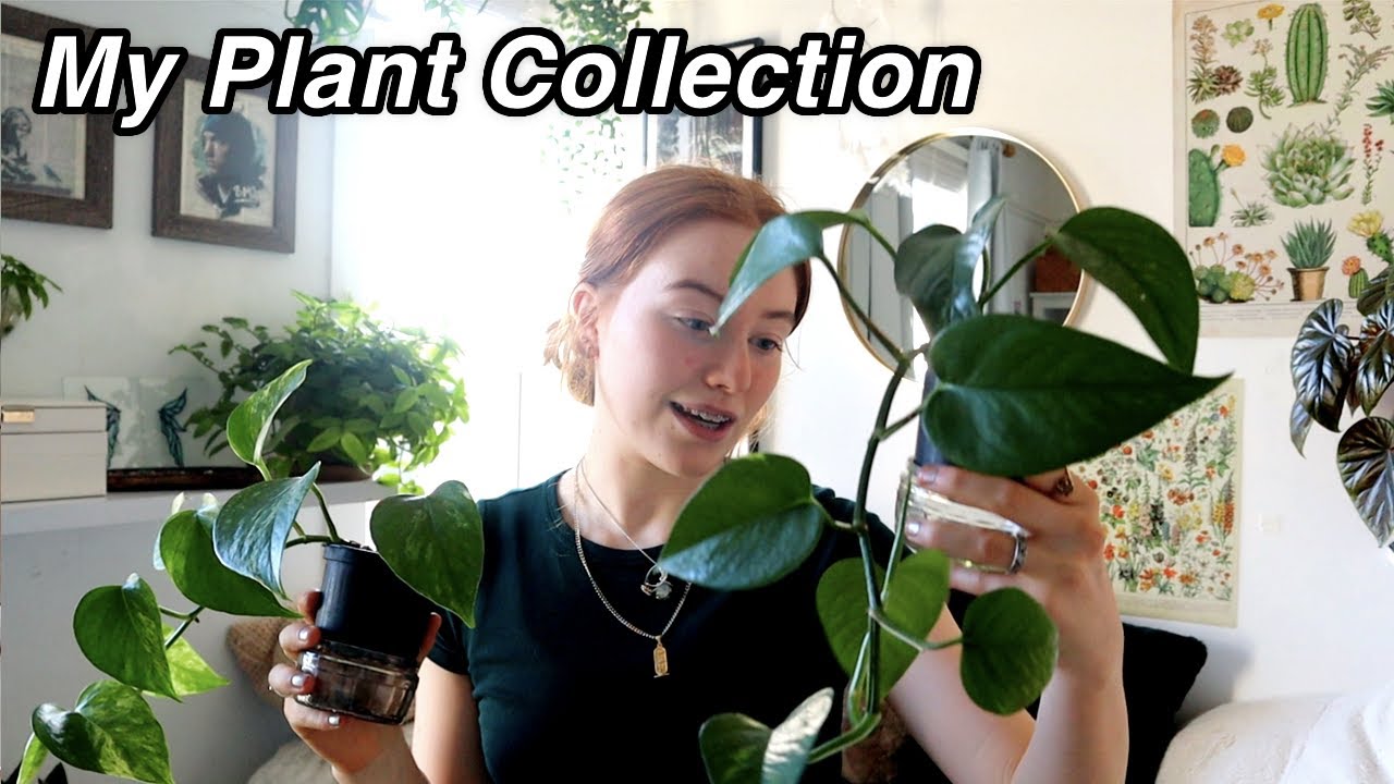 Bedroom Plant Tour 🌿My Houseplant Collection | Ruby and Raylee