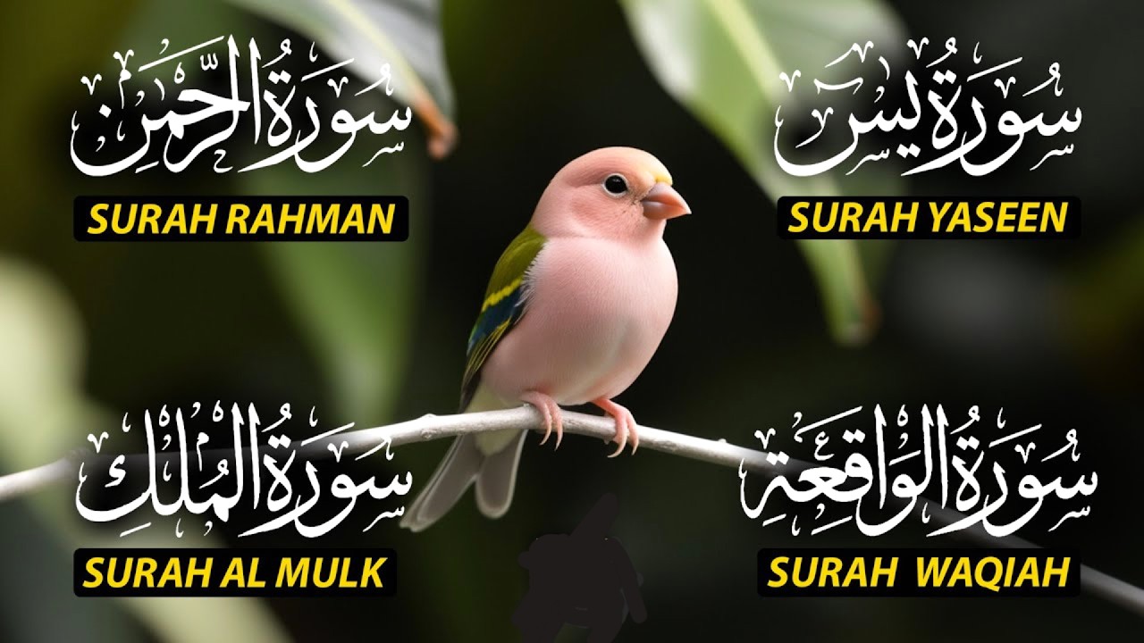 Listen Daily | Surah Yaseen, Rahman, Waqiah & Mulk | Ramadan & Everyday Blessings