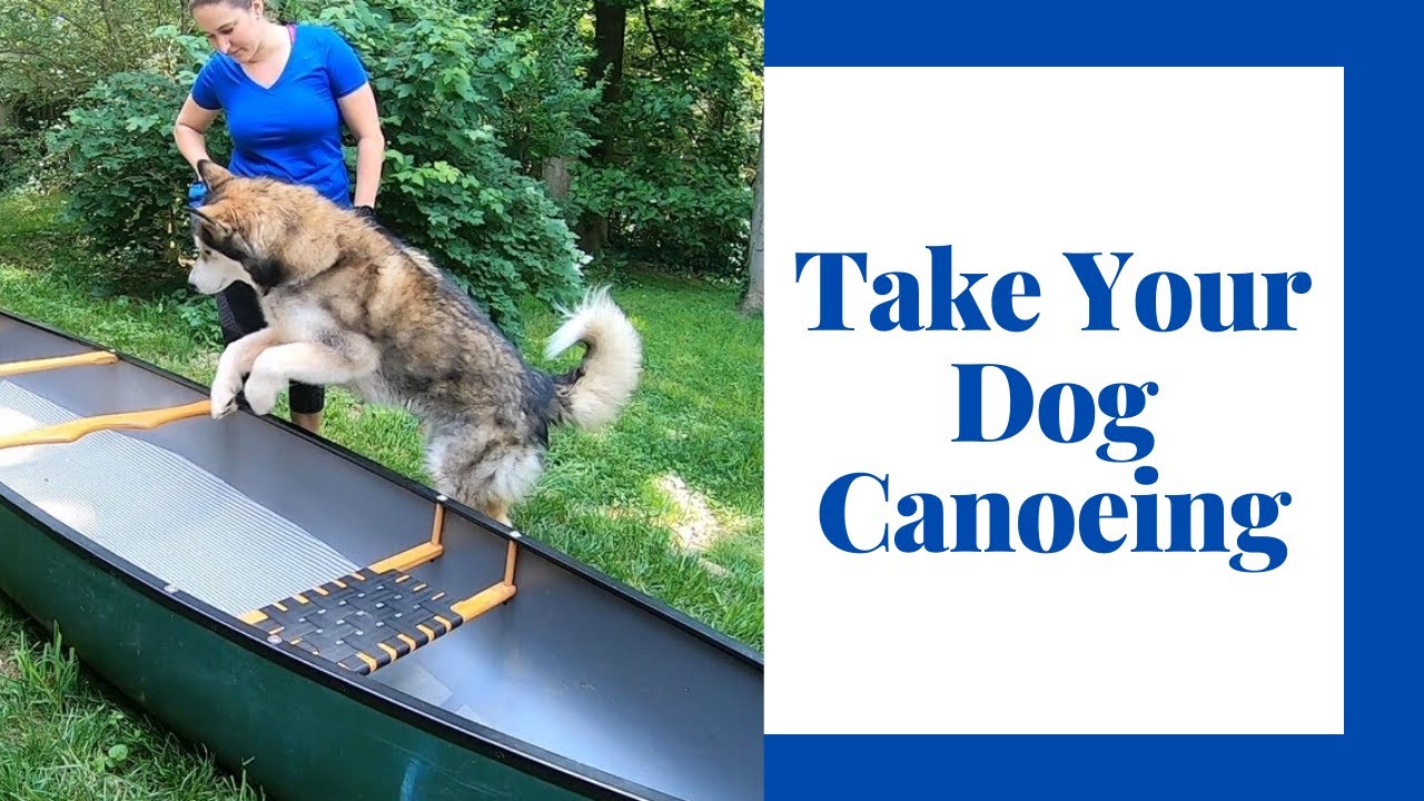 Teach Your Dog To Love Your Canoe Or Kayak