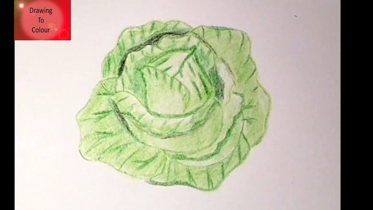 Cabbage Drawing Easy | How To Draw Cabbage With Colour @DrawingToColour