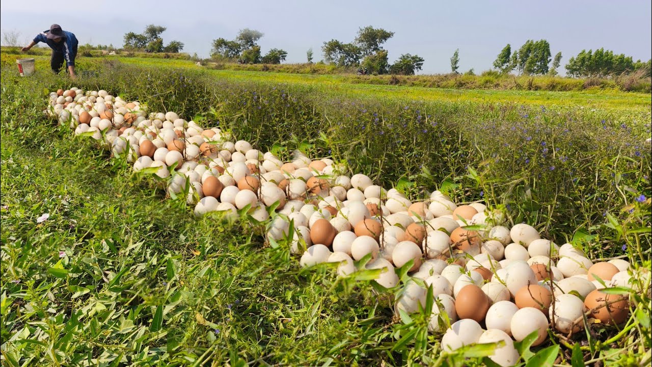 wow wow A female fisherman either lays eggs in a rice field or lays many eggs.