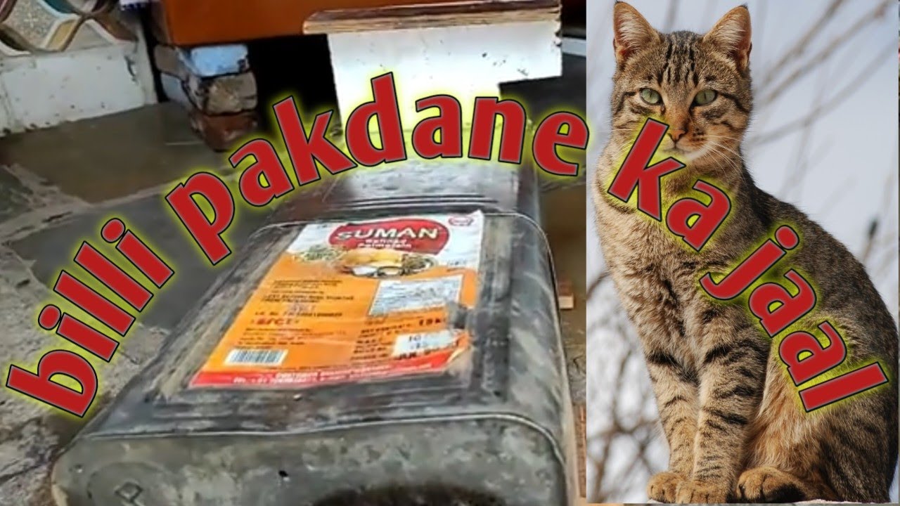 Sabse Sasta Billi Pakdane ka jaal