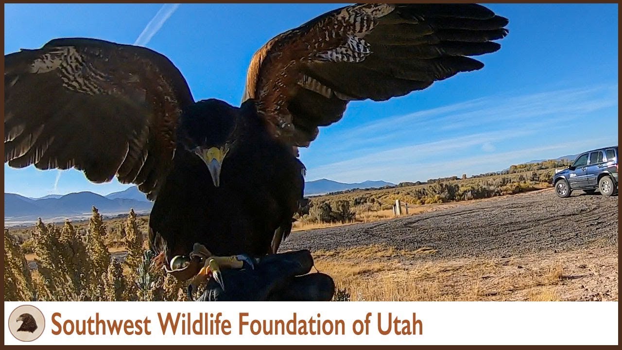 Hawking with Belle | Harris Hawk | Falconry