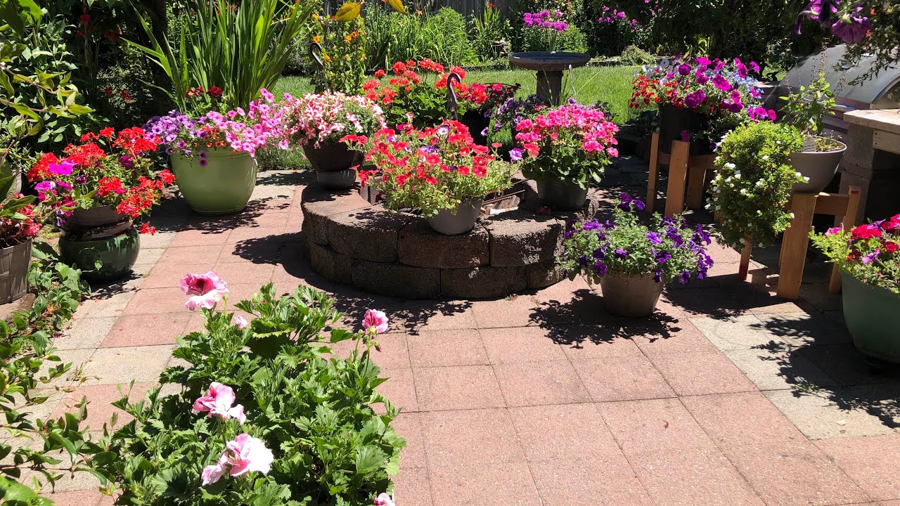 Como podar tus petunias y fertilizante que uso para tener muchas flores