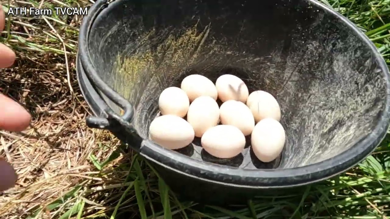 Raising Chickens Naturally for Eggs & Meat - Counting Chick and Chicken Eggs